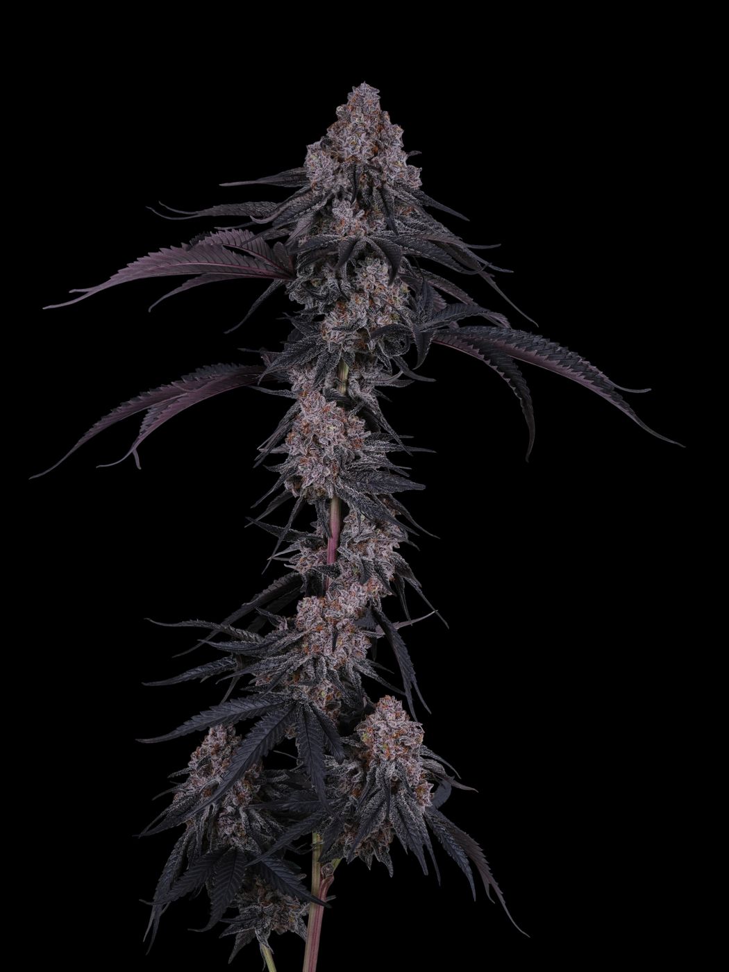 Gelato Bremix