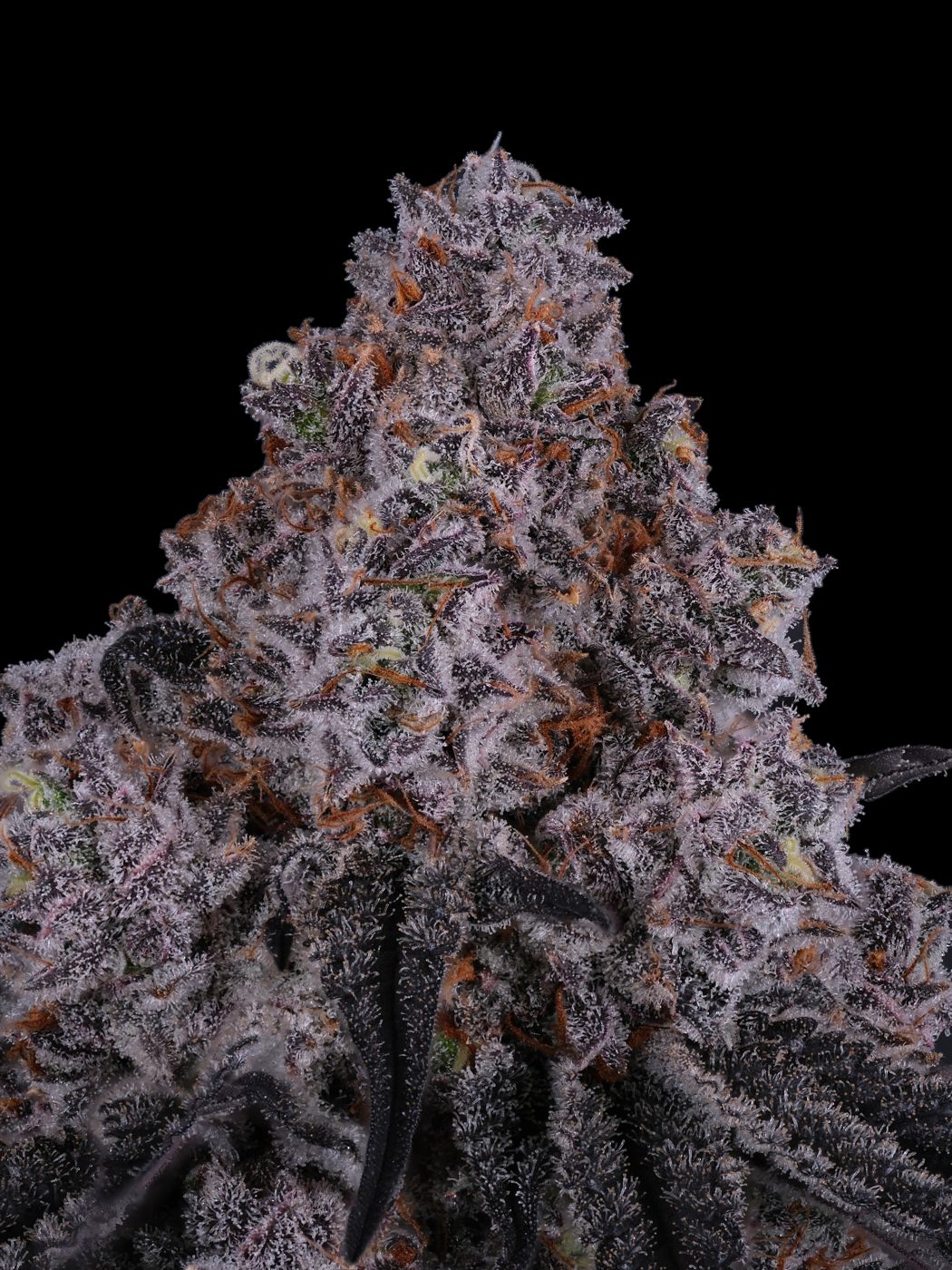 Gelato Bremix