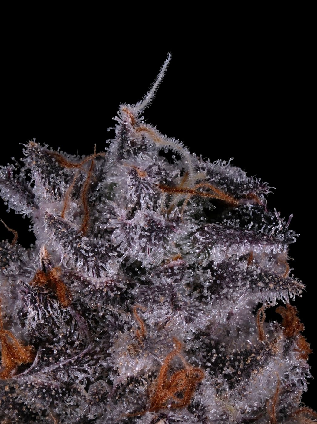 Gelato Bremix