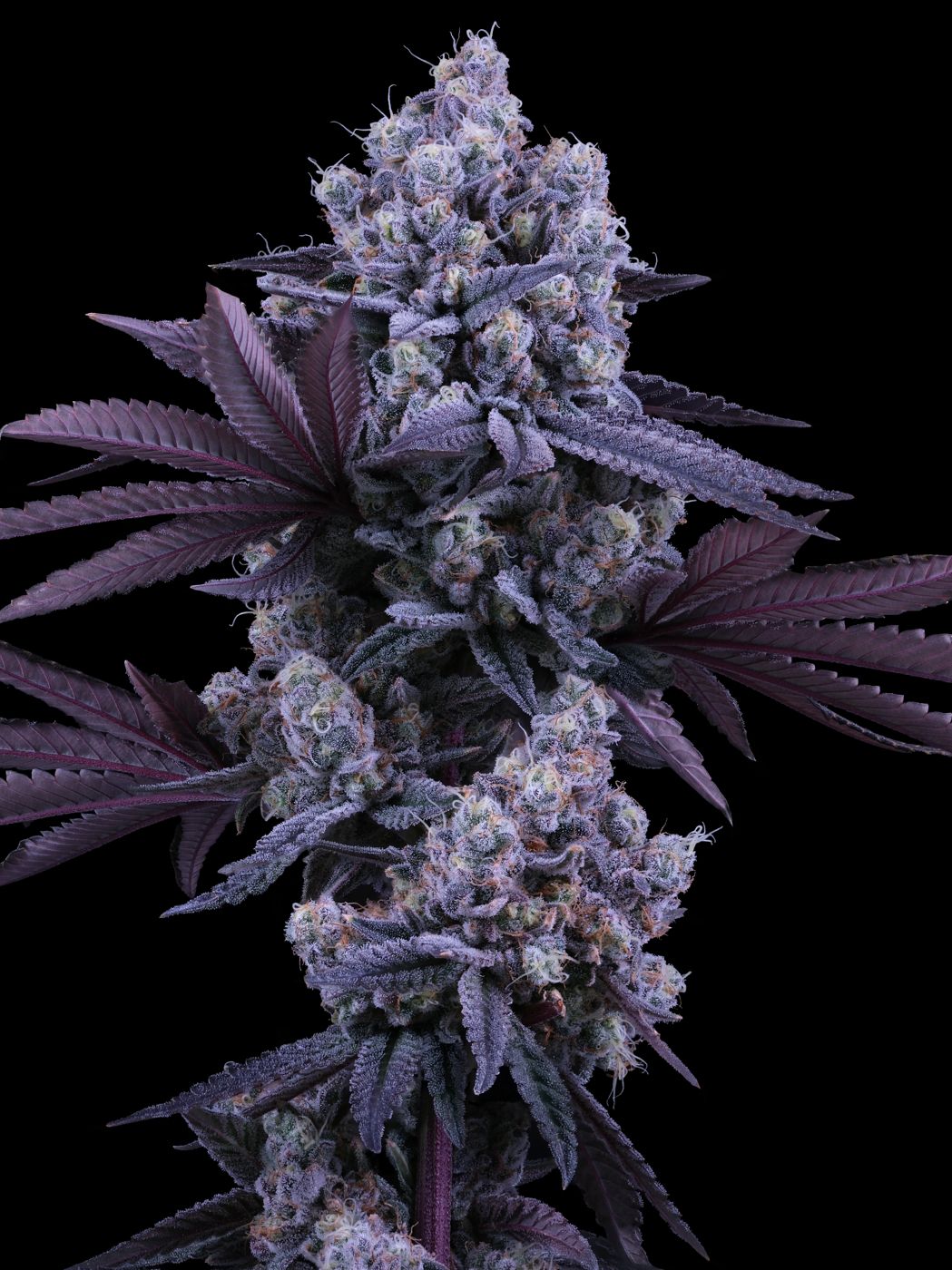 Sour Bremix