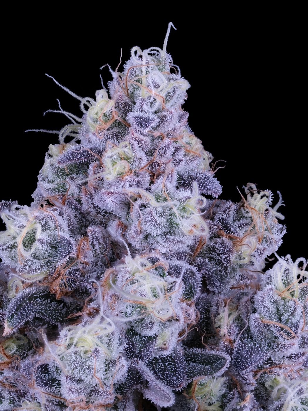 Sour Bremix