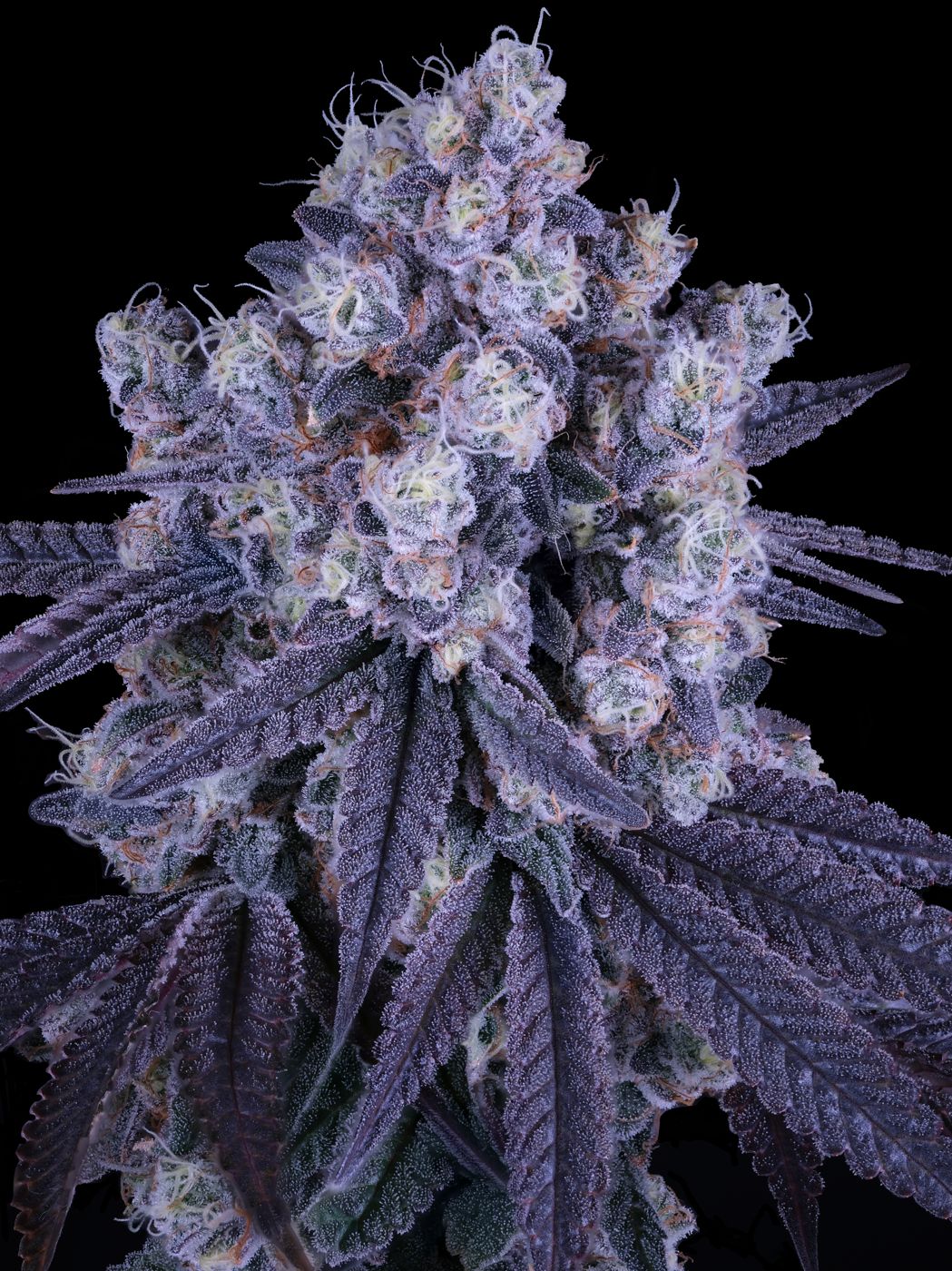 Sour Bremix